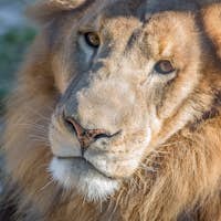 Austin Zoo: Skip The Line Ticket