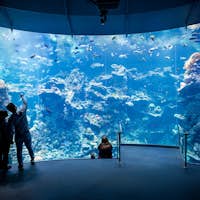 Invitados viendo el Arrecife de Coral de Filipinas en el Acuario Steinhart.